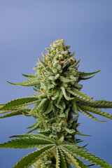 Beautiful Cannabis Cola Top