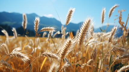 Fototapeta premium Yellow agriculture field with ripe wheat and blue sky with clouds over it.