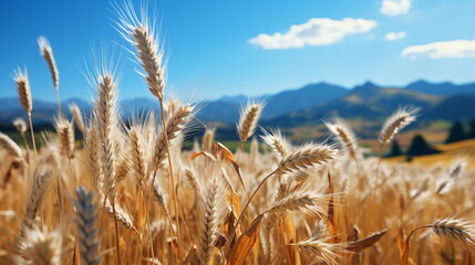 Yellow agriculture field with ripe wheat and blue sky with clouds over it. - obrazy, fototapety, plakaty