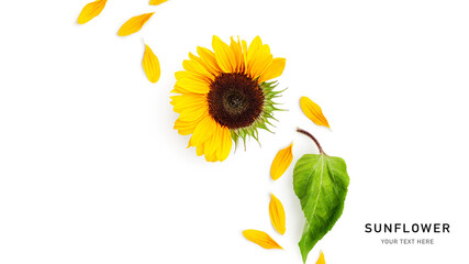 Yellow sunflower flower with leaves isolated on white background.