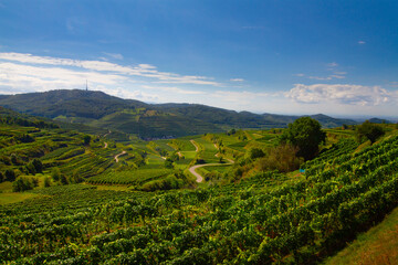 Weinberge Reben