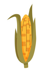 Corn cob on white background