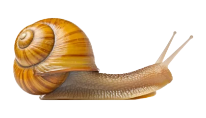 Fotobehang snail isolated on transparent background cutout © Papugrat