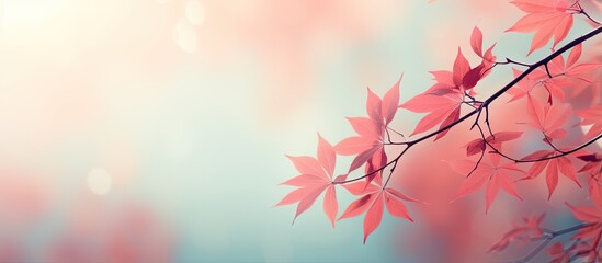 Background with blurred red leaf shoots isolated pastel background Copy space