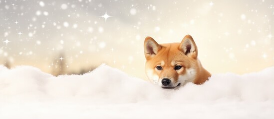 Shiba Inu dog in winter snow isolated pastel background Copy space