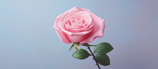 A newly blossoming pink rosebud isolated pastel background Copy space