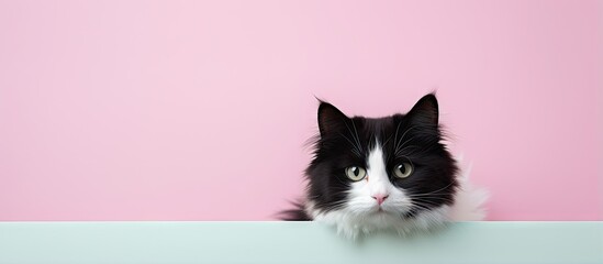Black and white cat isolated pastel background Copy space backdrop with fur - obrazy, fototapety, plakaty