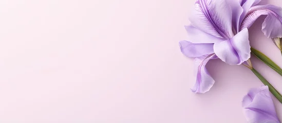 Foto op Plexiglas anti-reflex Light lilac iris flower on a isolated pastel background Copy space © vxnaghiyev
