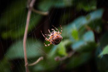 Big spider weaves web in three leaves. Look at the camera. Natural background.