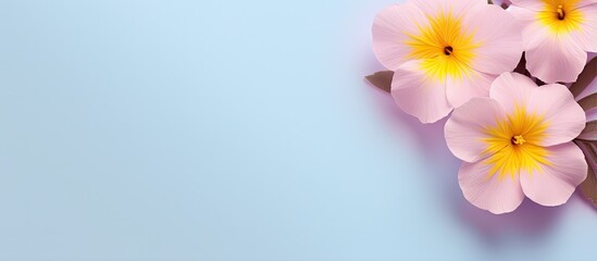 Fototapeta na wymiar Beautiful flower called primrose isolated pastel background Copy space