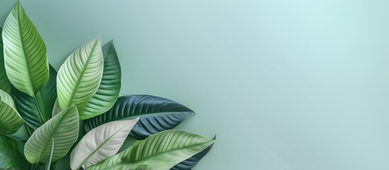 Close up of dieffenbachia plant isolated pastel background Copy space