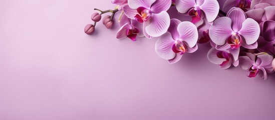 Naklejka na ściany i meble Purple flower Alone against isolated pastel background Copy space