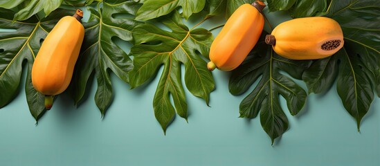 Isolated green leaf on a isolated pastel background Copy space with fresh tropical papaya fruit - obrazy, fototapety, plakaty