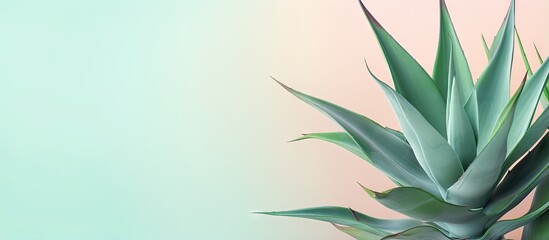 Fototapeta na wymiar Top view of an Agave plant isolated pastel background Copy space