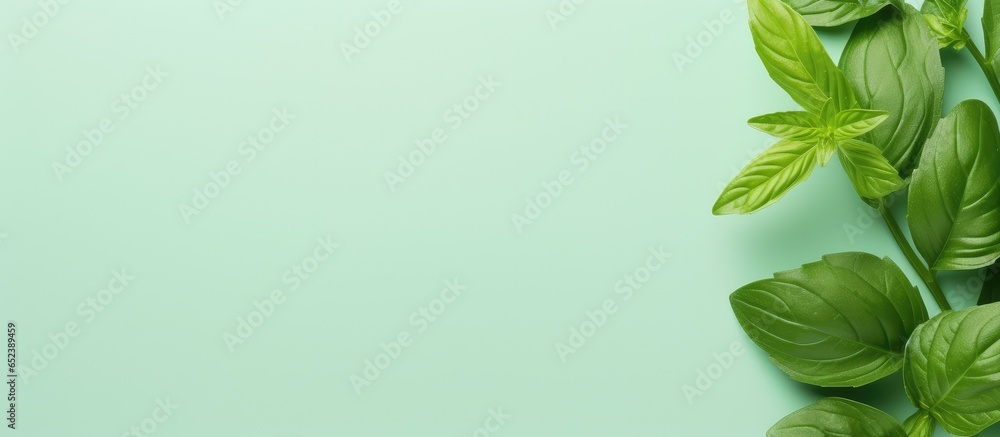 Poster green basil leaves and flower isolated on a isolated pastel background copy space representing herba