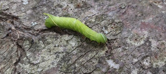 caterpillar on a leaf