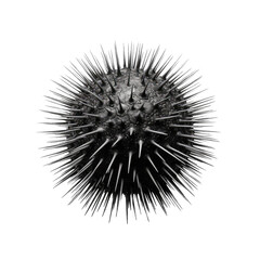 sea urchin isolated on white background