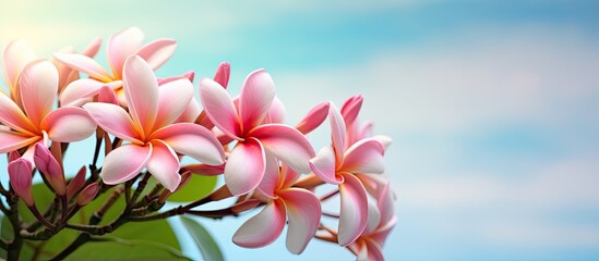 Plumeria in garden close up isolated pastel background Copy space