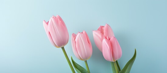 Obraz na płótnie Canvas 2 tulips with a fresh design isolated pastel background Copy space