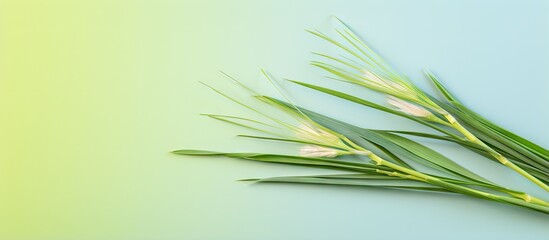 Closeup of isolated lemongrass isolated pastel background Copy space