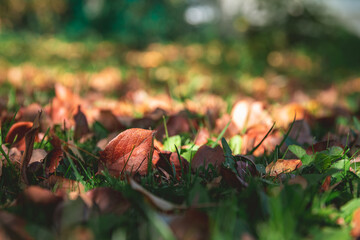 Autumn leaves on the grass in autumn. natural, autumn background