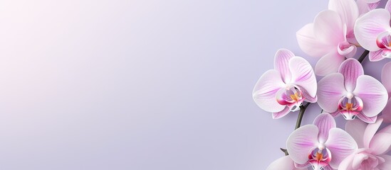 blooming phalaenopsis isolated pastel background Copy space