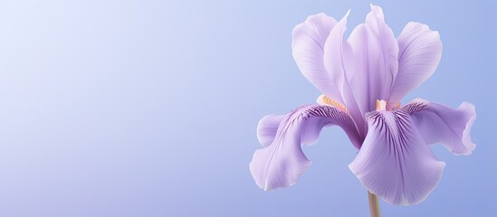 Light lilac iris flower on a isolated pastel background Copy space