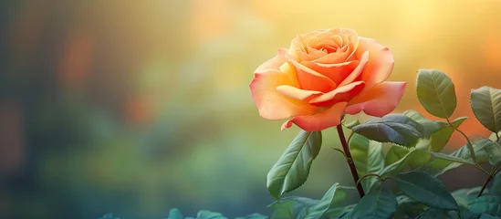 Fototapeten Closeup of an orange rose and green leaf in the park with copy space background isolated pastel background Copy space © vxnaghiyev