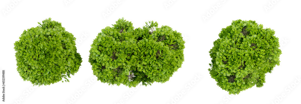 Poster green tree top view shooting PNG file, 3d illustration rendering 