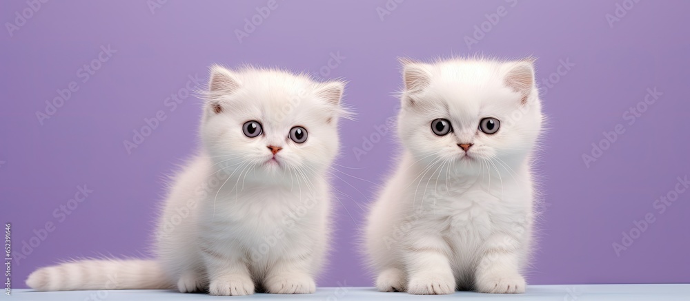 Poster white scottish fold kittens posing on a purple backdrop for a portrait isolated pastel background co