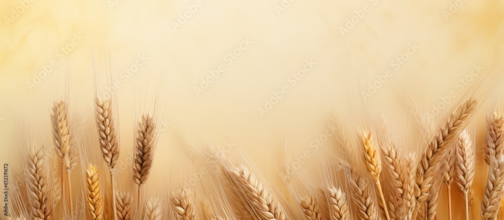 Poster texture of wheat grain on a isolated pastel background copy space