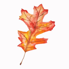 Watercolor oak leaf isolated on white colorful fall autumn vibe