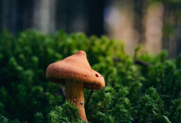 mushroom in a forest in the evening light