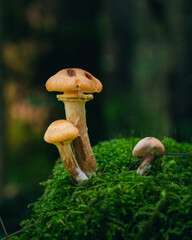 mushroom in a forest in the evening light