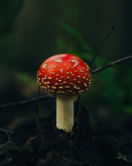 mushroom in a forest in the evening light