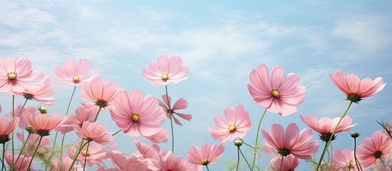 pink flowers in the yard isolated pastel background Copy space - Powered by Adobe