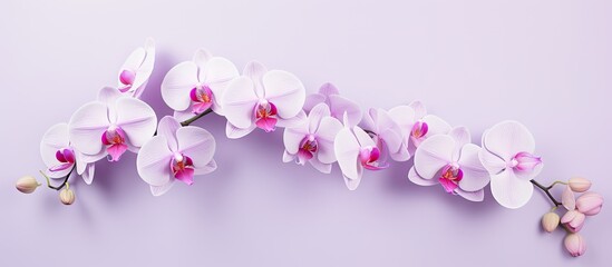 Fototapeta na wymiar Flourishing Phalaenopsis orchid in Okinawa isolated pastel background Copy space