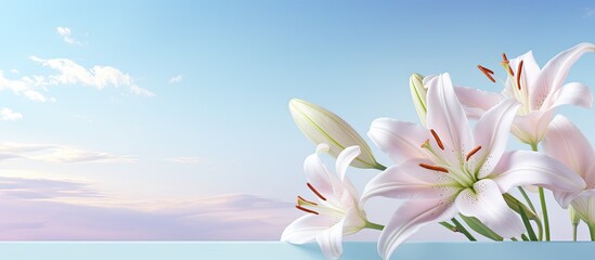 Lily flower petals in the sky isolated pastel background Copy space
