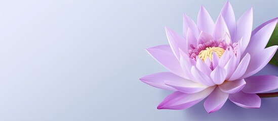 Isolated isolated pastel background Copy space with vividly colored violet and white lotus