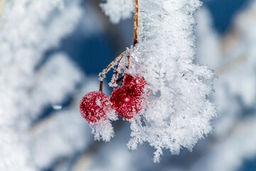 red berries covered with snow - obrazy, fototapety, plakaty