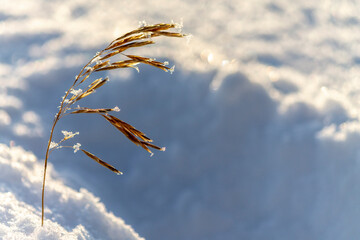 Fototapeta premium grass and snow