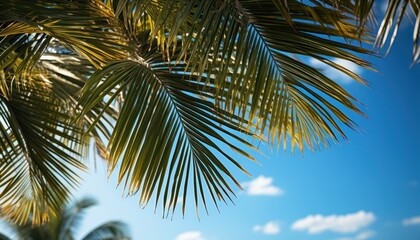 frame of palm leaves in the sky, copy space. travel and vacation concept. 