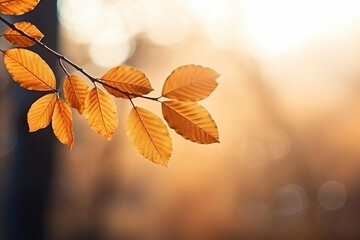 Sunlit Autumn Branch: Poetcore Beauty in Dark Orange and Light Bronze