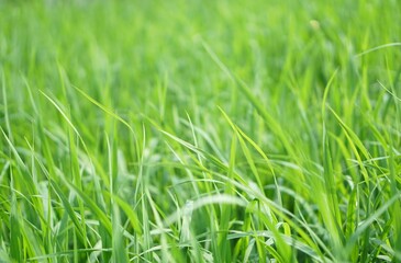 Green rice tree and green leaf in the field