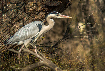 Héron cendré en Camargue aux Saintes-Maries-de-la-Mer, Bouches-du-Rhône, France