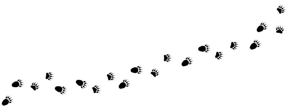 Path of bear footprints. Tracks of paw prints of bear, panda, grizzly bear. Silhouette. Bear trail. Vector isolated on white. For print, textile, clothing, postcard, book design, games, pet store zoo