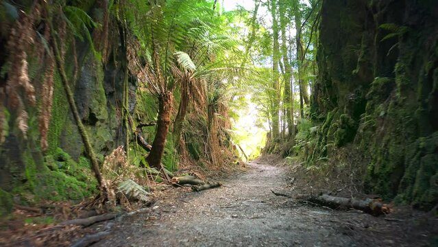 Trekking forest trail path way through tropical jungle in Tasmania Australia