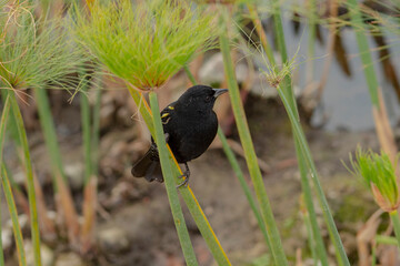 aves de Chile