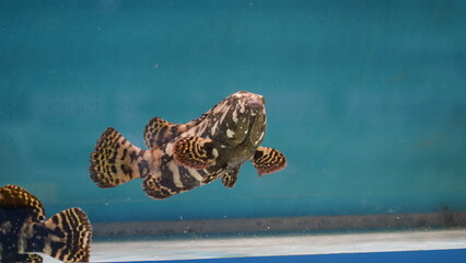 Camouflage grouper fish (Epinephelus polyphekadion)|石斑魚