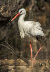 Cigogne dans les marais de Camargue aux Saintes-Maries-de-la-Mer, Bouches-du-Rhône, France
